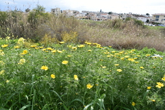 Glebionis coronaria