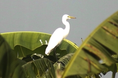 Ardea intermedia