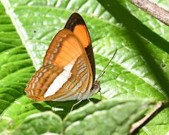 Adelpha cytherea cytherea