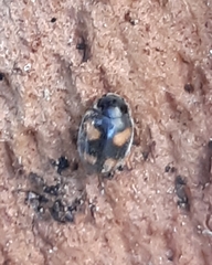 Nephus quadrimaculatus