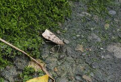 Nomophila noctuella