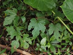 Ampelopsis glandulosa heterophylla