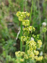 Galium × pomeranicum