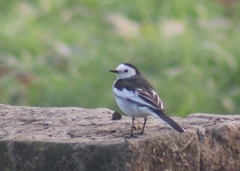 Motacilla alba