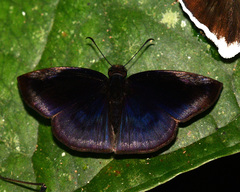 Anastrus meliboea