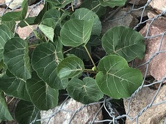 Ficus abutilifolia