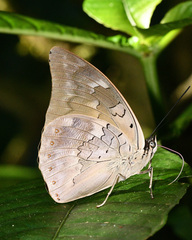 Archaeoprepona demophoon