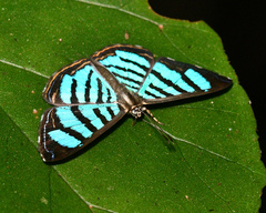 Argyrogrammana trochilia