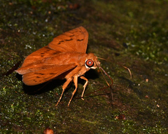 Bungalotis diophorus