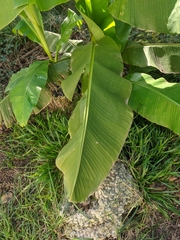 Musa basjoo