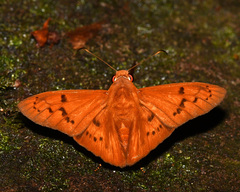 Bungalotis diophorus