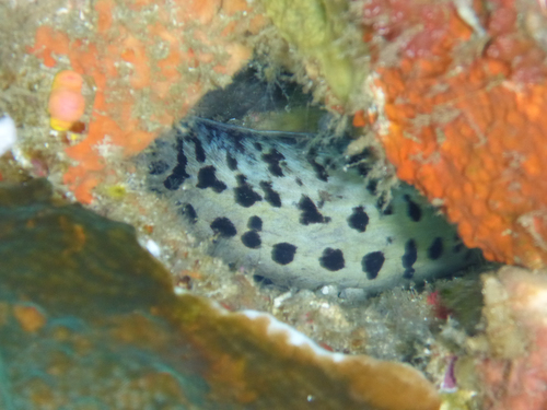 Gymnothorax fimbriatus observed 2015-08-31