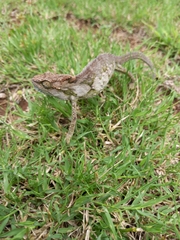 Bradypodion ventrale