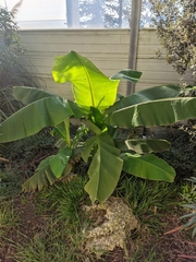 Musa basjoo