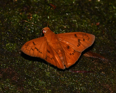 Bungalotis diophorus