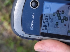 Galium × pomeranicum