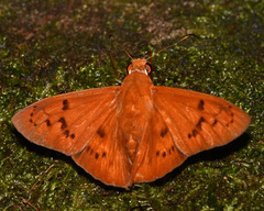 Bungalotis diophorus