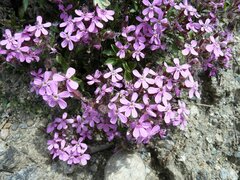 Saponaria ocymoides