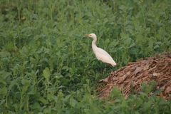 Bubulcus ibis