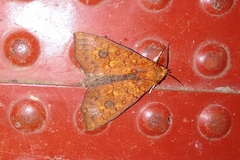 Rusicada combinans