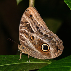 Caligo illioneus