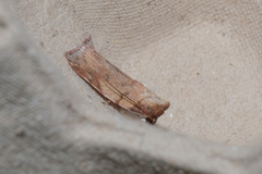 Beara tortriciformis