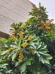 Heptapleurum arboricola