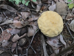 Fungi