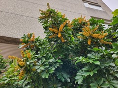 Heptapleurum arboricola