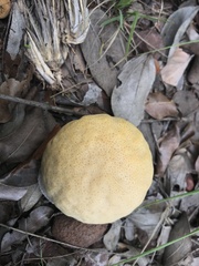Fungi