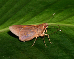 Carystoides sicania