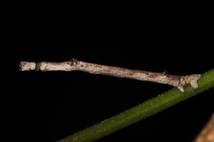 Lytrosis