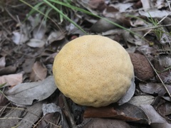Fungi