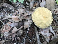Fungi