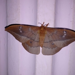 Cricula trifenestrata