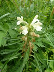 Pedicularis foliosa