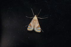Eoophyla