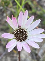 Gerbera crocea