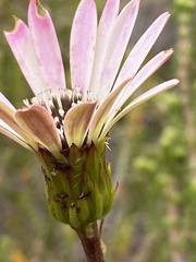Gerbera crocea
