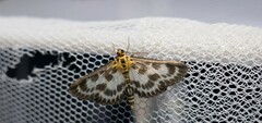 Anania hortulata