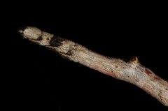 Lytrosis
