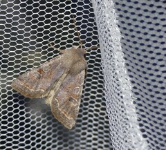 Orthosia incerta