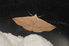 Ugia purpurea