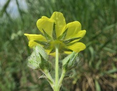 Potentilla recta