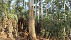 Butia catarinensis