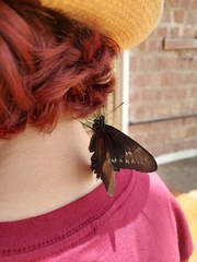 Battus polystictus