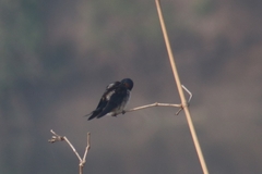 Hirundo rustica