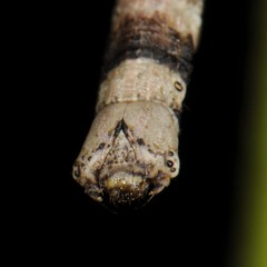 Lytrosis
