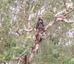 Semnopithecus johnii