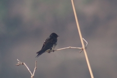 Hirundo rustica